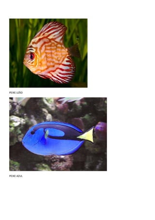 PEIXE LEÃO
PEIXE AZUL