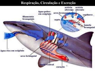 Respiração, Circulação e Excreção
 