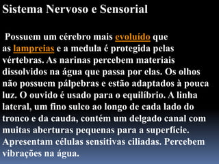 Sistema Nervoso e Sensorial

 Possuem um cérebro mais evoluído que
as lampreias e a medula é protegida pelas
vértebras. As narinas percebem materiais
dissolvidos na água que passa por elas. Os olhos
não possuem pálpebras e estão adaptados à pouca
luz. O ouvido é usado para o equilíbrio. A linha
lateral, um fino sulco ao longo de cada lado do
tronco e da cauda, contém um delgado canal com
muitas aberturas pequenas para a superfície.
Apresentam células sensitivas ciliadas. Percebem
vibrações na água.
 