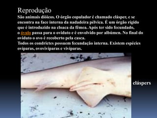 Reprodução
São animais dióicos. O órgão copulador é chamado clásper, e se
encontra na face interna da nadadeira pélvica. É um órgão rígido
que é introduzido na cloaca da fêmea. Após ter sido fecundado,
o óvulo passa para o oviduto e é envolvido por albúmen. No final do
oviduto o ovo é recoberto pela casca.
Todos os condrictes possuem fecundação interna. Existem espécies
ovíparas, ovovivíparas e vivíparas.




                                                             cláspers
 