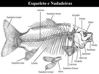 Esqueleto e Nadadeiras
 