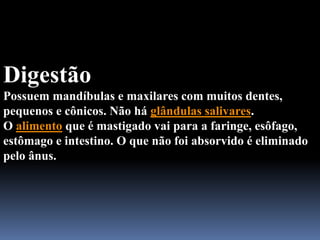 Digestão
Possuem mandíbulas e maxilares com muitos dentes,
pequenos e cônicos. Não há glândulas salivares.
O alimento que é mastigado vai para a faringe, esôfago,
estômago e intestino. O que não foi absorvido é eliminado
pelo ânus.
 