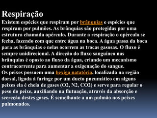 Respiração
Existem espécies que respiram por brânquias e espécies que
respiram por pulmões. As brânquias são protegidas por uma
estrutura chamada opérculo. Durante a respiração o opérculo se
fecha, fazendo com que entre água na boca. A água passa da boca
para as brânquias e nelas ocorrem as trocas gasosas. O fluxo é
sempre unidirecional. A direção do fluxo sanguíneo nas
brânquias é oposto ao fluxo da água, criando um mecanismo
contracorrente para aumentar a oxigenação do sangue.
Os peixes possuem uma bexiga natatória, localizada na região
dorsal, ligada à faringe por um ducto pneumático em alguns
peixes ela é cheia de gases (O2, N2, CO2) e serve para regular o
peso do peixe, auxiliando na flutuação, através da absorção e
secreção destes gases. É semelhante a um pulmão nos peixes
pulmonados.
 