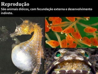 Reprodução
São animais dióicos, com fecundação externa e desenvolvimento
indireto.
 