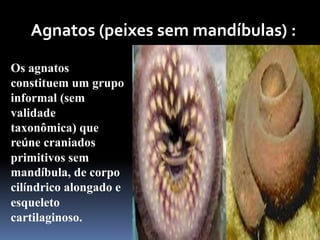 Agnatos (peixes sem mandíbulas) :

Os agnatos
constituem um grupo
informal (sem
validade
taxonômica) que
reúne craniados
primitivos sem
mandíbula, de corpo
cilíndrico alongado e
esqueleto
cartilaginoso.
 