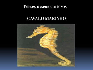 Peixes ósseos curiosos

 CAVALO MARINHO
 