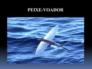 PEIXE-VOADOR
 