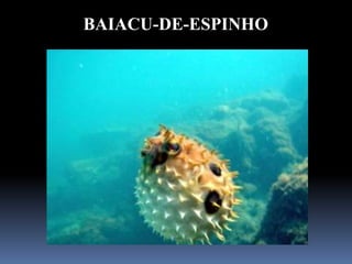 BAIACU-DE-ESPINHO
 