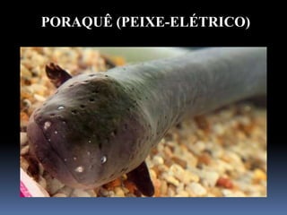 PORAQUÊ (PEIXE-ELÉTRICO)
 