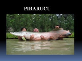 PIRARUCU
 