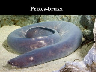 Peixes-bruxa
 