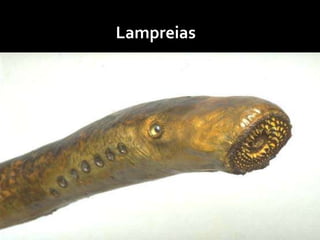 Lampreias
 