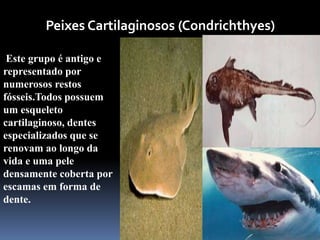 Quimera




        Peixes Cartilaginosos (Condrichthyes)

 Este grupo é antigo e
representado por
numerosos restos
fósseis.Todos possuem
um esqueleto
cartilaginoso, dentes
especializados que se
renovam ao longo da
vida e uma pele
densamente coberta por
escamas em forma de
dente.
 