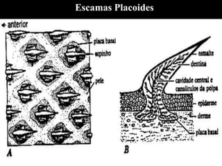 Escamas Placoides
 