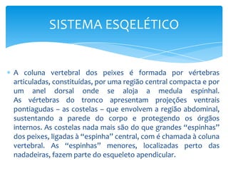 SISTEMA ESQELÉTICO


A coluna vertebral dos peixes é formada por vértebras
articuladas, constituídas, por uma região central compacta e por
um anel dorsal onde se aloja a medula espinhal.
As vértebras do tronco apresentam projeções ventrais
pontiagudas – as costelas – que envolvem a região abdominal,
sustentando a parede do corpo e protegendo os órgãos
internos. As costelas nada mais são do que grandes “espinhas”
dos peixes, ligadas à “espinha” central, com é chamada à coluna
vertebral. As “espinhas” menores, localizadas perto das
nadadeiras, fazem parte do esqueleto apendicular.
 