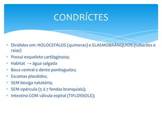 CONDRÍCTES

Divididos em: HOLOCEFÁLOS (quimeras) e ELASMOBRÂNQUIOS (tubarões e
raias)
Possui esqueleto cartilaginoso;
Habitat → água salgada
Boca ventral e dente pontiagudos;
Escamas placóides;
SEM bexiga natatória;
SEM opérculo (5 á 7 fendas branquiais);
Intestino COM válvula espiral (TIFLOSSOLE);
 