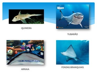 QUIMERA

              TUBARÃO




          FENDAS BRANQUIAIS
ARRAIA
 