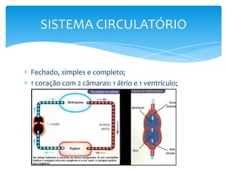 SISTEMA CIRCULATÓRIO


Fechado, simples e completo;
1 coração com 2 câmaras: 1 átrio e 1 ventrículo;
 