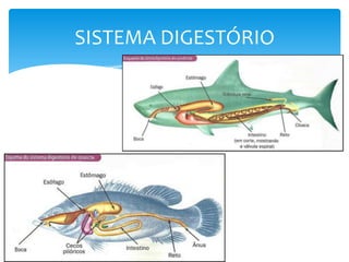SISTEMA DIGESTÓRIO
 