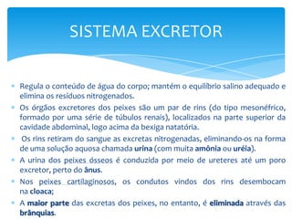 SISTEMA EXCRETOR

Regula o conteúdo de água do corpo; mantém o equilíbrio salino adequado e
elimina os resíduos nitrogenados.
Os órgãos excretores dos peixes são um par de rins (do tipo mesonéfrico,
formado por uma série de túbulos renais), localizados na parte superior da
cavidade abdominal, logo acima da bexiga natatória.
 Os rins retiram do sangue as excretas nitrogenadas, eliminando-os na forma
de uma solução aquosa chamada urina (com muita amônia ou uréia).
A urina dos peixes ósseos é conduzida por meio de ureteres até um poro
excretor, perto do ânus.
Nos peixes cartilaginosos, os condutos vindos dos rins desembocam
na cloaca;
A maior parte das excretas dos peixes, no entanto, é eliminada através das
brânquias.
 