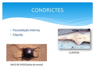 CONDRICTES


  Fecundação interna;
  Cópula;




                                 CLÁSPERS




SACO DE OVOS (bolsa de sereia)
 