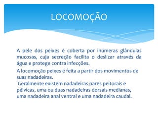 LOCOMOÇÃO


A pele dos peixes é coberta por inúmeras glândulas
mucosas, cuja secreção facilita o deslizar através da
água e protege contra infecções.
A locomoção peixes é feita a partir dos movimentos de
suas nadadeiras.
 Geralmente existem nadadeiras pares peitorais e
pélvicas, uma ou duas nadadeiras dorsais medianas,
uma nadadeira anal ventral e uma nadadeira caudal.
 