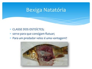 Bexiga Natatória


CLASSE DOS OSTEÍCTES;
serve para que consigam flutuar;
Para um predador veloz é uma vantagem!!
 