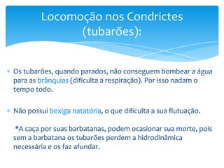 Locomoção nos Condrictes
               (tubarões):


Os tubarões, quando parados, não conseguem bombear a água
para as brânquias (dificulta a respiração). Por isso nadam o
tempo todo.

Não possui bexiga natatória, o que dificulta a sua flutuação.

 *A caça por suas barbatanas, podem ocasionar sua morte, pois
sem a barbatana os tubarões perdem a hidrodinâmica
necessária e os faz afundar.
 