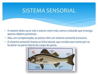 SISTEMA SENSORIAL


A maioria deles ouve mal e outros veem mal, como o tubarão que enxerga
apenas objetos próximos.
Mas, em compensação, os peixes têm um sistema sensorial exclusivo.
O sistema sensorial chama-se linha lateral, que recebe esse nome por se
localizar na parte lateral do corpo do peixe.
 