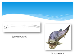 OSTRACODERMOS




                PLACODERMOS
 