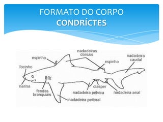 FORMATO DO CORPO
   CONDRÍCTES
 