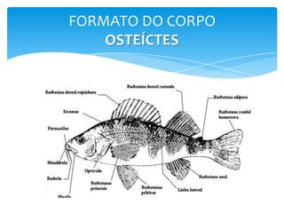 FORMATO DO CORPO
    OSTEÍCTES
 