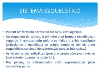 SISTEMA ESQUELÉTICO


Podem ser formado por tecido ósseo ou cartilaginoso.
No esqueleto da cabeça, o primeiro arco forma a mandíbula, o
segundo é representado pelo arco hióide e o hiomandibular
(articulando a mandíbula ao crânio, sendo os demais arcos
esqueléticos servindo de sustentação para as brânquias.)
As vértebras são anficélicas (possui o centro côncavo, tanto na
face anterior quanto na posterior).
Nos peixes, as extremidades estão representadas pelas
nadadeiras pares.
 