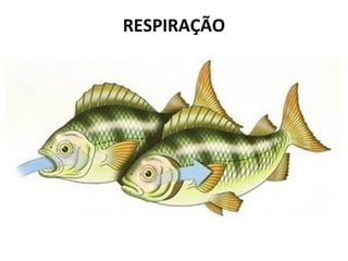 RESPIRAÇÃO
 