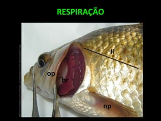RESPIRAÇÃO
http://www.jornallivre.com.br/images_enviadas/peixes-linha-lateral-sistema-n.jpg
 