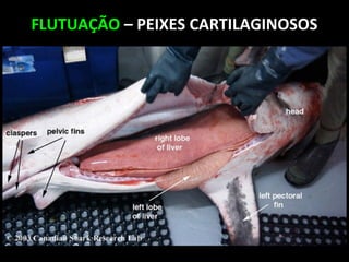 FLUTUAÇÃO – PEIXES CARTILAGINOSOS
 