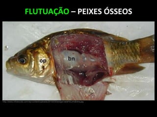 FLUTUAÇÃO – PEIXES ÓSSEOS
http://www.infoescola.com/wp-content/uploads/2010/03/bexiga-natat%C3%B3ria.jpg
 