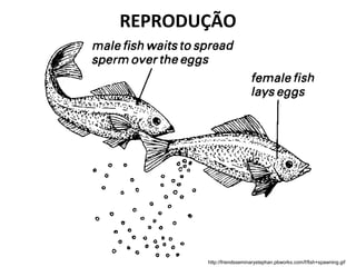 REPRODUÇÃO
http://friendsseminarystephan.pbworks.com/f/fish+spawning.gif
 