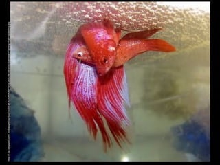 http://1.bp.blogspot.com/_ckBlasgNSzg/Suo1co6iKwI/AAAAAAAAPsc/gGtuCc9s-s8/s400/Siamese+Fighting+Fish+spawning.jpg
 