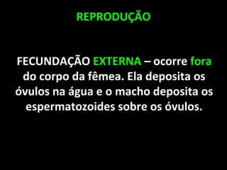REPRODUÇÃO
FECUNDAÇÃO EXTERNA – ocorre fora
do corpo da fêmea. Ela deposita os
óvulos na água e o macho deposita os
espermatozoides sobre os óvulos.
 