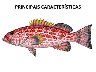 PRINCIPAIS CARACTERÍSTICAS
 