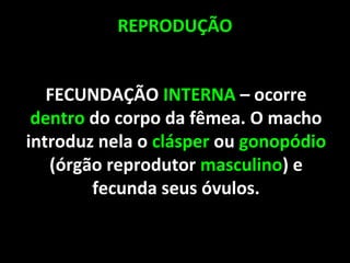REPRODUÇÃO
FECUNDAÇÃO INTERNA – ocorre
dentro do corpo da fêmea. O macho
introduz nela o clásper ou gonopódio
(órgão reprodutor masculino) e
fecunda seus óvulos.
 