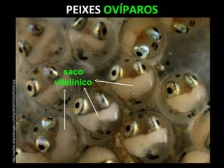 PEIXES OVÍPAROS
saco
vitelínico
http://cache2.artprintimages.com/lrg/28/2876/62GPD00Z.jpg
 