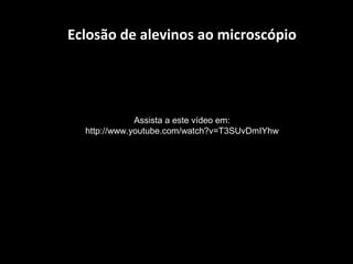 Eclosão de alevinos ao microscópio
Assista a este vídeo em:
http://www.youtube.com/watch?v=T3SUvDmIYhw
 