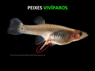 PEIXES VIVÍPAROS
http://cf.ltkcdn.net/small-pets/images/std/139802-344x233-guppy-birth.jpg
 