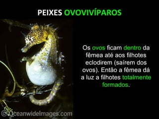 PEIXES OVOVIVÍPAROS
Os ovos ficam dentro da
fêmea até aos filhotes
eclodirem (saírem dos
ovos). Então a fêmea dá
a luz a filhotes totalmente
formados.
 