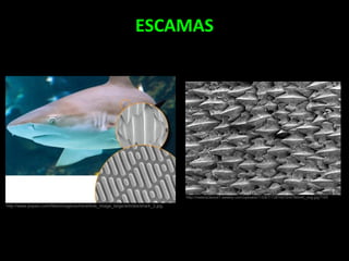 ESCAMAS
http://www.popsci.com/files/imagecache/article_image_large/articles/shark_2.jpg
http://neekiscience7.weebly.com/uploads/1/3/8/7/13876070/4786440_orig.jpg?165
 