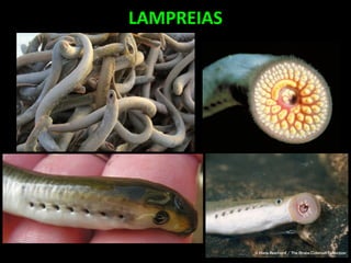 LAMPREIAS
 