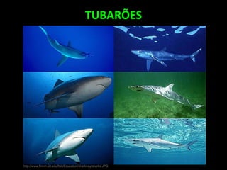 TUBARÕES
http://www.flmnh.ufl.edu/fish/Education/sharkkey/sharks.JPG
 