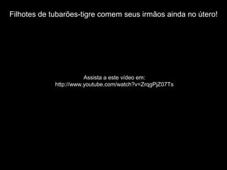 Filhotes de tubarões-tigre comem seus irmãos ainda no útero!
Assista a este vídeo em:
http://www.youtube.com/watch?v=ZrqgPjZ07Ts
 